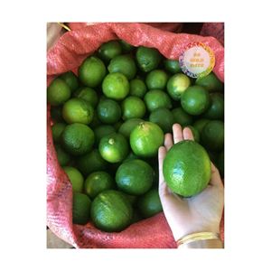 Lima fresca Vietnam Juicy Green Citrus con acidez natural para la producción y exportación de bebidas de restaurantes - Product Image 5