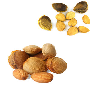Granos de albaricoque amargo | Suministro global para la industria del cuidado de la piel y el aceite - Product Image 5