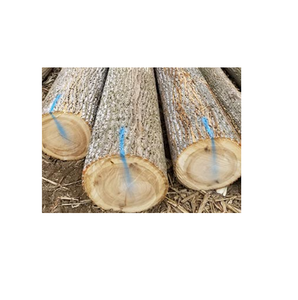 Troncos de madera de álamo recién cortados en venta a bajo precio, adecuados para muebles y procesamiento de madera - Product Image 5