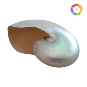 เปลือกหอยหอยโข่งขัดมือขนาดใหญ่เปลือกหอยหอยมุกเปลือกหอยเปลือกหอยหอยโข่งขายส่งสำหรับเครื่องประดับและของตกแต่ง - Product Image 1