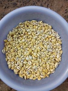 CONCHAS COWIRE DORADAS AL POR MAYOR CON ALTA CALIDAD Y MEJOR VENDEDOR PRECIO COMPETITIVO DE VIETNAM - Product Image 5