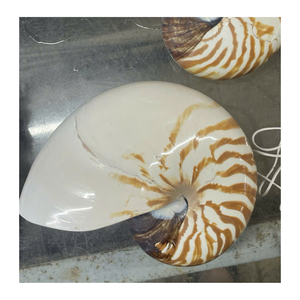 Le Vietnam Shell utilisé pour la présentation d'œuvres d'art et les coffrets de cadeaux de luxe par le spécialiste de l'exportation 99 Gold Data Shell - Product Image 5