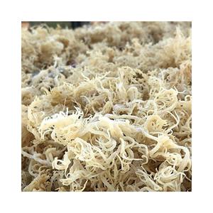 Wildcrafted <b>raw</b> superfood Irish <b>Moss</b>/ <b>Sea</b> <b>Moss</b> Eucheuma Cottonii 2025 - Product Image 1