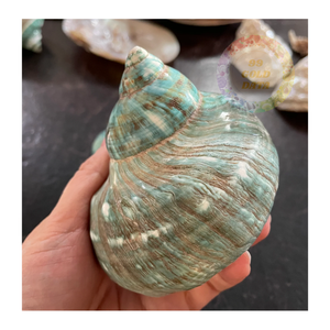 Trae lujo costero con conchas marinas Turbo Burgess verdes vietnamitas Decoraciones naturales de gama alta para venta al por menor y exportación - Product Image 1