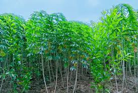 Iqf manioc แช่แข็งจำนวนมากแยกผักสีเขียวจากธรรมชาติที่สะอาดสำหรับ B2B การค้าระหว่างประเทศ - Product Image 2