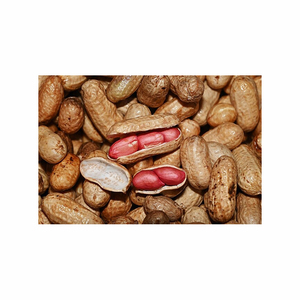 Cacahuete de grado alimenticio orgánico, cacahuete tostado, venta al por mayor, cacahuetes de piel roja seca, nueces de tierra crudas, cacahuetes - Product Image 5