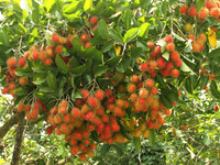 Hoge Kwaliteit Verse Rambutan Java, Natuurlijke Zoete Van Vietnam Met Zeer Goedkope Prijs