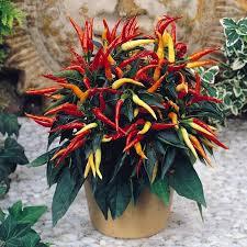 Semi di 1000 Mini pepe ornamentale piccante Burbiye colore misto pepe semi in vaso balcone in vaso di terra - Product Image 4
