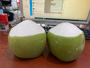 Cocos verdes frescos con agua de coco pelada, dos extremos recortados para exportar desde Vietnam - Product Image 2
