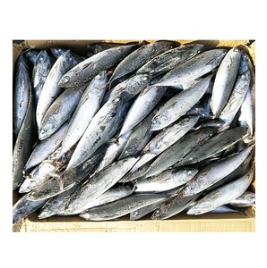 Atún Bonito Congelado a Precio Económico, Pescado Skipjack al Precio Más Bajo - Product Image 3