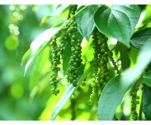 Pimiento Verde, Especia Hecha de Granos de Pimienta Frescos, 100% Natural, Hecho en Vietnam - Product Image 5