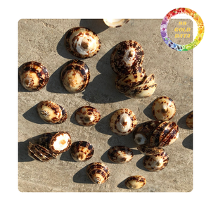 เปลือกหอย Limpet สะอาดขัด | พร้อมสำหรับสินค้าแฮนด์เมดและการตกแต่ง - Product Image 3