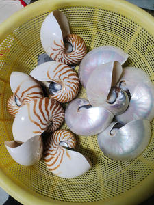 Concha de Nautilus con cámara, Concha decorativa pulida de Vietnam, elegante concha de mar en espiral para decoración de lujo, concha marina - Product Image 6