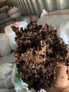 Vente en gros d'algues Sargasses séchées Algues Sargasses de qualité supérieure pour l'exportation en vrac - Product Image 2