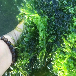 ผงสาหร่ายสีเขียวอบแห้งบริสุทธิ์/สาหร่าย ulva Lactuca จากเวียดนาม/mr.kris - Product Image 1