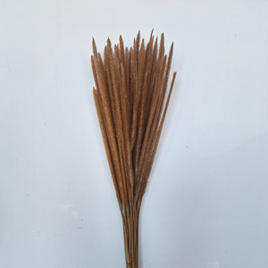 Fleur de Sataria séchée naturellement - Product Image 1