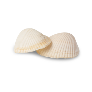 Coquillage art hi-res stock nouvelle collection au Vietnam 9 GD - Product Image 4