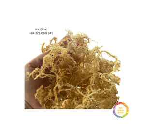 Mousse de mer crue biologique de haute qualité 100% en grande quantité séchée avec le processus AD Nouveau modèle Emballage de sac du Vietnam à bon prix - Product Image 2