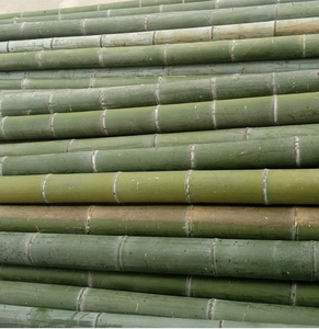 Postes de bambú ligeros Origen de Vietnam Ideal para proyectos artesanales Decoración y construcción de jardines domésticos - Product Image 5