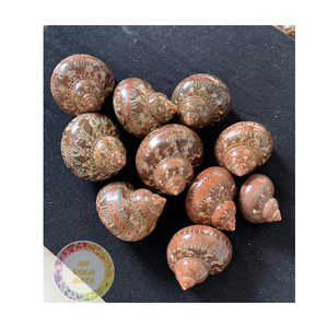 Conchas de luna de perlas pulidas, conchas al por mayor para joyería hecha a mano, regalos de bricolaje, decoración náutica, fábrica de conchas marinas de Vietnam 2025 - Product Image 3