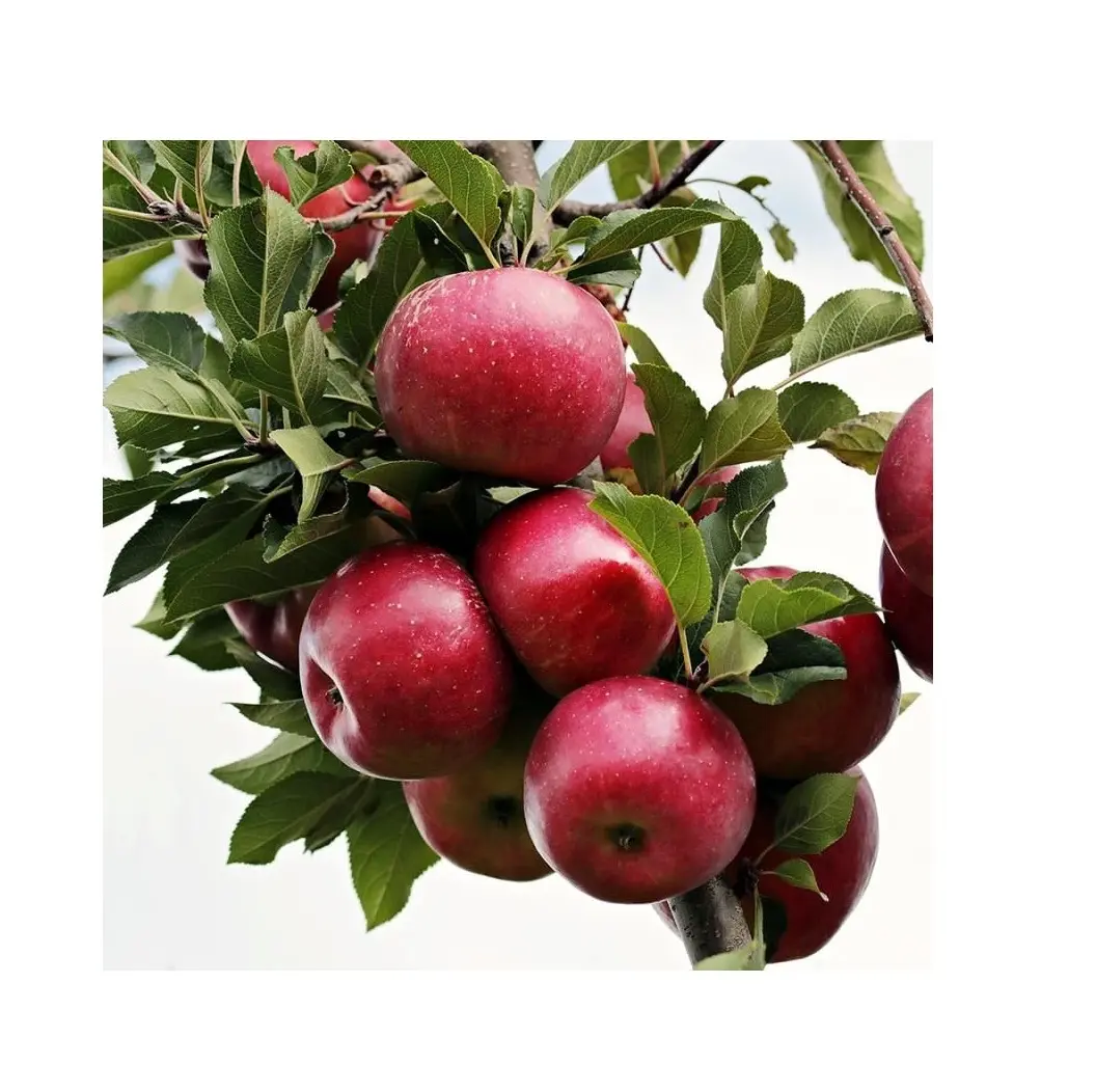 Venda por atacado de maçãs vermelhas Liberty de melhor qualidade e preço barato | Maçãs Fuji naturais para venda, exportações para todo o mundo