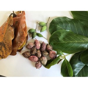 Avantages pour la santé provenant de la ferme agricole vietnamienne TERMINACATAPPA SEEDLIA - Product Image 6