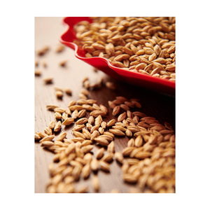 Cebada Malta grano alimentación animal cebada la mejor calidad al mejor precio - Product Image 1