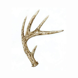 เขากวางหัวเขากวางทำจากเรซินธรรมชาติสำหรับแขวนผนัง - Product Image 6