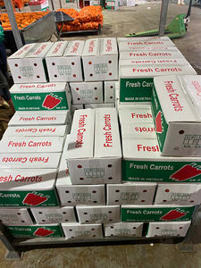 Granja de zanahoria dulce orgánica de Vietnam de alta calidad fresca para exportación y venta al por menor - Product Image 2