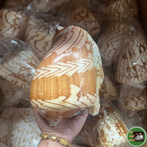 Conchas marinas de primera calidad, material natural del océano para decoración de interiores y artesanía hecha a mano en Vietnam. - Product Image 3