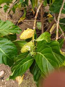 Jugo de Noni Orgánico Certificado HALAL, Extracto de Fruta Líquido, Potente Refuerzo Inmunológico a Base de Plantas, Sensación de Salud, Ligereza y Energía - Product Image 2