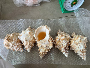 Venta al por mayor de conchas marinas secas pulidas de calidad superior de Vietnam Artesanía navideña moderna Decoración de conchas marinas directamente - Product Image 6