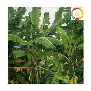 Feuilles de bananier biologiques congelées du Vietnam pour l'emballage alimentaire et la cuisine - Product Image 6