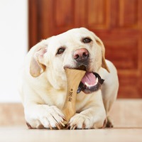 Jouet à mâcher pour chien ArtisRaw en os brun, fait à la main en laine, écologique, fabriqué au Tennessee, vente en gros d'os à mâcher pour chiens - Jouets pour animaux de compagnie