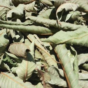 Top vente 100% feuille de goyave séchée naturelle fabriquée au Vietnam avec un bon prix et une haute qualité supérieure - Product Image 2