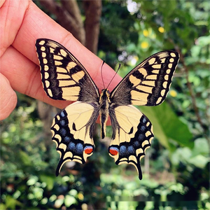 Especímenes de Mariposas Naturales de Alta Fidelidad al por Mayor, Grado de Investigación para Dueños de Mascotas - Product Image 6