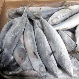 Best Quality Whole Round Frozen Pacific Mackerel Fish