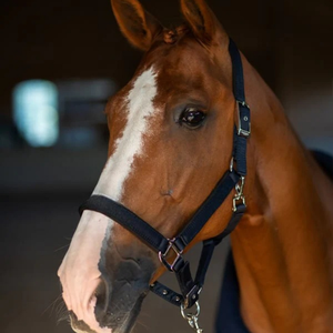 Bride et licou de cheval d'extérieur personnalisables fabriqués avec un savoir-faire de haute qualité de style selle anglaise - Product Image 5