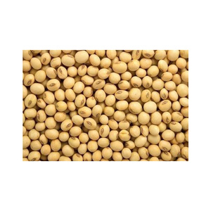 Soja sin OGM disponible a precio barato/soja de alta calidad/soja amarilla sin OGM de calidad superior con alto contenido de proteínas - Product Image 5