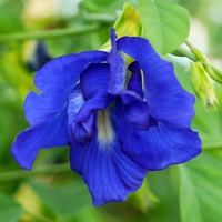 Bunga Kacang Biru Kering Organik Berkualitas Unggul untuk Infusi Herbal Teh Pewarna Makanan Alami Tersedia untuk Harga Ekspor