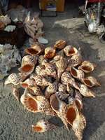 Coquillages de trompette Triton, coquillages naturels séchés et nettoyés, coquillages marins d'exportation du Vietnam, prix bas