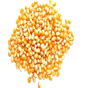 Maïs jaune et blanc biologique/maïs pour l'alimentation humaine et animale Maïs sucré sans OGM séché pour la consommation humaine