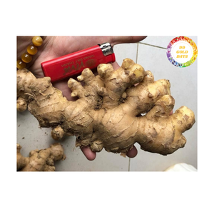 ขิงสดจากเวียดนามวัสดุรากธรรมชาติคุณภาพสูงสำหรับรสชาติการทำอาหารเครื่องเทศอาหารและการส่งออกทั่วโลก - Product Image 4