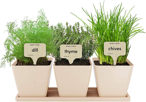 ערכת תבלין מקורה ערכת bonsai פרח זכוכית שתילה מתנה לילד-ילד ידידותי לילדים בבית משתלה לרצפה - Product Image 5