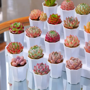 Pots de fleurs carrés en plastique PP clair Mini conception de table moderne pour plantes succulentes de jardin Plantes miniatures Style classique pour sol - Product Image 1
