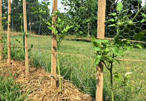 Pieux modernes en bois d'eucalyptus de différentes tailles pour la construction et les fournitures de jardin - Product Image 4