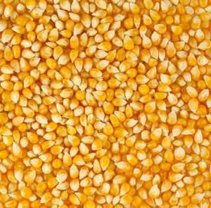 Grano de Maíz Amarillo de Calidad Garantizada para Compradores Globales de Alimentos para Animales, con Empaquetado a Granel Confiable para Distribución en el Extranjero - Product Image 5