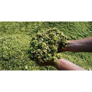 Superior High Quality Eco-Friendly Fermented Fine-Cut Corn Silage Enhanced Palatability Moisture-Controlled Animal Feed for - Product Image 2