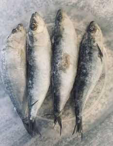 Sardinas Grandes Europeas Enteras en Salmuera, Grado AA, Bajas en Sodio, Congeladas, de Bélgica - Product Image 3