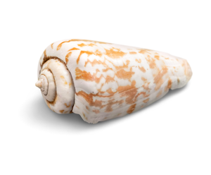 ชุดเปลือกหอยหอยทากบกเวียดนาม (ดินแดนแห่งเทพนิยาย) ขนาด 2 1/2 - 3 นิ้ว สำหรับงานฝีมือรูปปูหอยทรายขนาดกลาง - Product Image 2